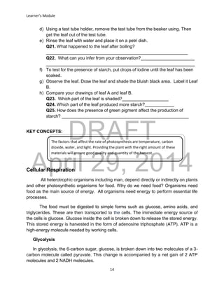 DRAFT
April 29, 2014
Learner’s Module
14
d) Using a test tube holder, remove the test tube from the beaker using. Then
get the leaf out of the test tube.
e) Rinse the leaf with water and place it on a petri dish.
Q21. What happened to the leaf after boiling?
__________________________________________________________
Q22. What can you infer from your observation?______________________
_____________________________________________________________
f) To test for the presence of starch, put drops of iodine until the leaf has been
soaked.
g) Observe the leaf. Draw the leaf and shade the bluish black area. Label it Leaf
B.
h) Compare your drawings of leaf A and leaf B.
Q23. Which part of the leaf is shaded?___________________
Q24. Which part of the leaf produced more starch?____________
Q25. How does the presence of green pigment affect the production of
starch? ____________________________________________________
KEY CONCEPTS:
Cellular Respiration
All heterotrophic organisms including man, depend directly or indirectly on plants
and other photosynthetic organisms for food. Why do we need food? Organisms need
food as the main source of energy. All organisms need energy to perform essential life
processes.
The food must be digested to simple forms such as glucose, amino acids, and
triglycerides. These are then transported to the cells. The immediate energy source of
the cells is glucose. Glucose inside the cell is broken down to release the stored energy.
This stored energy is harvested in the form of adenosine triphosphate (ATP). ATP is a
high-energy molecule needed by working cells.
Glycolysis
In glycolysis, the 6-carbon sugar, glucose, is broken down into two molecules of a 3-
carbon molecule called pyruvate. This change is accompanied by a net gain of 2 ATP
molecules and 2 NADH molecules.
The factors that affect the rate of photosynthesis are temperature, carbon
dioxide, water, and light. Providing the plant with the right amount of these
materials will ensure good quality and quantity of the harvest.
 