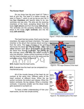 DRAFT
April 29, 2014
15
The Human Heart
Do you know how big your heart is? Take a
look at your fist. The heart is a hollow muscle, as
seen in Figure 7, which is just as big as your fist. It
has four chambers with specific tasks to do: two
ventricles and two atria. The atria are the receiving
chambers of the heart, accepting blood from the
body (right atrium) and from the lungs (left atrium).
The ventricles are the pumping chambers, moving
blood to the lungs (right ventricle) and into the
body (left ventricle).
The heart has two pumps. Each pump has two
chambers, the upper and lower chambers. The upper
chamber is the atrium that receives blood coming in
from the veins. The lower chamber is the ventricle
that forces the blood out into the arteries. There is a
valve between each atrium and ventricle to prevent
the blood from flowing backwards. The valves are
like one-way doors that keep the blood moving in
only one direction. Valves control movement of blood
into the heart chambers and out to the aorta and the
pulmonary artery. Refer to Figure 8.
Q14. Explain how the heart works.
Q15. Evaluate how the heart can be compared to a
mechanical pump.
All of the muscle tissues of the heart do not
contract at the same time. Different parts of the
heart contract at different times. When the top
portion contracts, the bottom part relaxes. When the
bottom contracts, the top relaxes. When a chamber
contracts, it becomes smaller and the blood inside
gets squeezed or pumped out.
To have a better understanding of how your
heart works, do the next simple activity.
Figure 7. Photo of an actual human heart
Photo Credit:
Alexanderpiavas134
(Public Domain)
Figure 8. The major divisions of the heart
Figure 9. The detailed parts of the heart
Source: sln.fi.edu/biosci/systems/ pulmonary.html
Left Pulmonary
Artery
Right Pulmonary
Artery
Valve
 