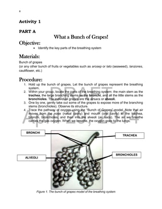 DRAFT
April 29, 2014
4
Activity 1
PART A
What a Bunch of Grapes!
Objective:
 Identify the key parts of the breathing system
Materials:
Bunch of grapes
(or any other bunch of fruits or vegetables such as arosep or lato (seaweed), lanzones,
cauliflower, etc.)
Procedure:
1. Hold up the bunch of grapes. Let the bunch of grapes represent the breathing
system.
2. Within your group, locate the parts of the breathing system: the main stem as the
trachea, the large branching stems as the bronchi, and all the little stems as the
bronchioles. The individual grapes are the airsacs or alveoli.
3. One by one, gently take out some of the grapes to expose more of the branching
stems (bronchioles). Observe its structure.
4. Trace the pathway of oxygen using the “Bunch of Grapes” model. Note that air
moves from the nose (nasal cavity) and mouth (oral cavity) to the trachea,
bronchi, bronchioles, and then into the alveoli (air sacs). The air we breathe
carries the gas oxygen. When we breathe, the oxygen goes to the lungs.
Figure 1. The bunch of grapes model of the breathing system
TRACHEA
BRONCHI
BRONCHIOLES
ALVEOLI
 