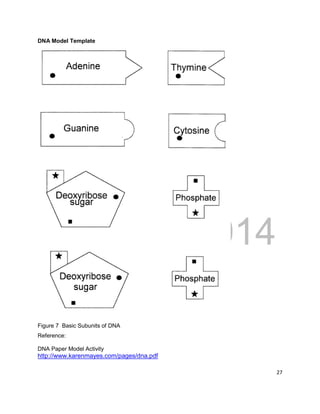 DRAFT
April 29, 2014
27
DNA Model Template
Figure 7 Basic Subunits of DNA
Reference:
DNA Paper Model Activity
http://www.karenmayes.com/pages/dna.pdf
 