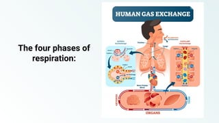 The four phases of
respiration:
 