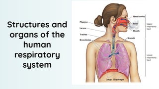 Structures and
organs of the
human
respiratory
system
 