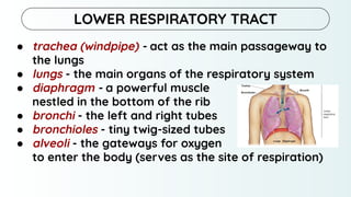 ● trachea (windpipe) - act as the main passageway to
the lungs
● lungs - the main organs of the respiratory system
● diaphragm - a powerful muscle
nestled in the bottom of the rib
● bronchi - the left and right tubes
● bronchioles - tiny twig-sized tubes
● alveoli - the gateways for oxygen
to enter the body (serves as the site of respiration)
LOWER RESPIRATORY TRACT
 