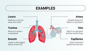 Despite being red,
Mars is a cold place
Earth is the third
planet from the Sun
Artery
Capillaries
Larynx
Neptune is very far
away from Earth
Bronchi
Jupiter is the biggest
planet of them all
Saturn is a gas giant
and has several rings
Vein
Trachea
Mercury is quite a
small planet
EXAMPLES
 