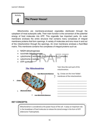 DRAFT
April 29, 2014
Learner’s Module
16
The Power House!
Activity
4
Mitochondria are membrane-enclosed organelles distributed through the
cytoplasm of most eukaryotic cells. Their main function is the conversion of the potential
energy of food molecules into ATP. This organelle has important parts. An outer
membrane encloses the entire structure that contains many complexes of integral
membrane proteins that form openings. A variety of molecules and ions move in and out
of the mitochondrion through the openings. An inner membrane encloses a fluid-filled
matrix. This membrane contains five complexes of integral proteins such as:
 NADH dehydrogenase
 succinate dehydrogenase
 cytochrome c reductase (the cytochrome b-c1complex)
 cytochrome c oxidase
 ATP synthase
KEY CONCEPTS:
Task: Describe each part of the
mitochondrion.
Eg. Cristae are the inner folded
membrane of the mitochondrion.
_________________________________
_________________________________
_________________________________
_________________________________
_________________________________
_________________________________
_________________________________
_________________________________
_____________________
Mitochondrion is considered as the power house of the cell. It plays an important role
in the breakdown of food molecules to release the stored energy in the form of ATP
(Adenosine Triphosphate).
1.
2.
3.
4.
 