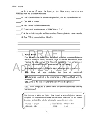 DRAFT
April 29, 2014
Learner’s Module
19
D. Pump it out!
You will watch a short video clip about oxidative phosphorylation or
electron transport chain, the final stage of cellular respiration. After
viewing the clip, answer the following questions. The animation of
electron transport chain can be viewed on the link below.
http://www.hartnell.edu/tutorials/biology/cellularrespiration.html
Q30. How will you describe the flow of electrons?
________________________________________________________
Q31. What do you think is the importance of NADH and FADH2 in the
process?_______________________________________________
Q32. What is the final acceptor of the electron in the process?
________________________________________________________
Q33. What compound is formed when the electron combines with the
last acceptor? ___________________________________________
_____ A. In a series of steps, the hydrogen and high energy electrons are
removed from the 2-carbon molecule.
_____ B. The 2-carbon molecule enters the cycle and joins a 4-carbon molecule.
_____ C. One ATP is formed.
_____ D. Two carbon dioxide are released.
_____ E. Three NAD+ are converted to 3 NADH and 3 H+.
_____ F. At the end of the cycle, nothing remains of the original glucose molecule.
_____ G. One FAD is converted into 1 FADH2.
___________________________________________________________________________
___________________________________________________________________________
___________________________________________________________________________
___________________________________________________________________________
___________________________________________________________________________
The electrons in NADH and FADH2 flow through a series of electron transport
acceptors. The flow of electrons and H+
results in ATP formation. The last electron
(hydrogen ions) combine with the last acceptor (oxygen) to form water.
Glucose + Oxygen Carbon dioxide + Water + ATP
(C6H12O6) + (O2) (CO2) (H2O)
 