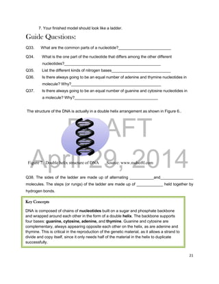 DRAFT
April 29, 2014
21
7. Your finished model should look like a ladder.
Guide Questions:
Q33. What are the common parts of a nucleotide?________________________
Q34. What is the one part of the nucleotide that differs among the other different
nucleotides?____________________________________________
Q35. List the different kinds of nitrogen bases___________________________
Q36. Is there always going to be an equal number of adenine and thymine nucleotides in
molecule? Why?_________________________________________
Q37. Is there always going to be an equal number of guanine and cytosine nucleotides in
a molecule? Why?______________________________________
The structure of the DNA is actually in a double helix arrangement as shown in Figure 6..
Figure 7. Double helix structure of DNA Source: www.nsdsoftl.com
Q38. The sides of the ladder are made up of alternating ___________and_______________
molecules. The steps (or rungs) of the ladder are made up of ____________ held together by
hydrogen bonds.
Key Concepts
DNA is composed of chains of nucleotides built on a sugar and phosphate backbone
and wrapped around each other in the form of a double helix. The backbone supports
four bases: guanine, cytosine, adenine, and thymine. Guanine and cytosine are
complementary, always appearing opposite each other on the helix, as are adenine and
thymine. This is critical in the reproduction of the genetic material, as it allows a strand to
divide and copy itself, since it only needs half of the material in the helix to duplicate
successfully.
 