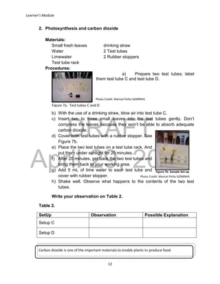 DRAFT
April 29, 2014
Learner’s Module
12
2. Photosynthesis and carbon dioxide
Materials:
Small fresh leaves drinking straw
Water 2 Test tubes
Limewater 2 Rubber stoppers
Test tube rack
Procedures:
a) Prepare two test tubes; label
them test tube C and test tube D.
b) With the use of a drinking straw, blow air into test tube C.
c) Insert two to three small leaves into the test tubes gently. Don’t
compress the leaves because they won’t be able to absorb adequate
carbon dioxide.
d) Cover both test tubes with a rubber stopper. See
Figure 7b.
e) Place the two test tubes on a test tube rack. And
put them under sunlight for 20 minutes.
f) After 20 minutes, get back the two test tubes and
bring them back to your working area.
g) Add 5 mL of lime water to each test tube and
cover with rubber stopper.
h) Shake well. Observe what happens to the contents of the two test
tubes.
Write your observation on Table 2.
Table 2.
SetUp Observation Possible Explanation
Setup C
Setup D
Carbon dioxide is one of the important materials to enable plants to produce food.
Figure 7b. Sample Set-up
Photo Credit: Maricel Peña-SJDMNHS
Figure 7a. Test tubes C and D
Photo Credit: Maricel Peña-SJDMNHS
 