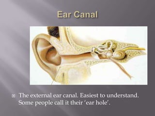 Ear CanalThe external ear canal. Easiest to understand. Some people call it their ‘ear hole’. 