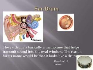 Ear-DrumThe eardrum is basically a membrane that helps transmit sound into the oval window. The reason for its name would be that it looks like a drum. These kind of drums: