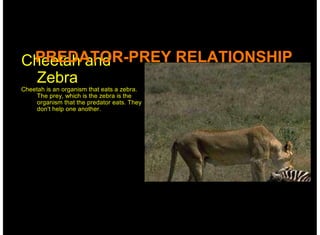 PREDATOR-PREY RELATIONSHIP
Cheetah and
  Zebra
Cheetah is an organism that eats a zebra.
     The prey, which is the zebra is the
     organism that the predator eats. They
     don't help one another.
 