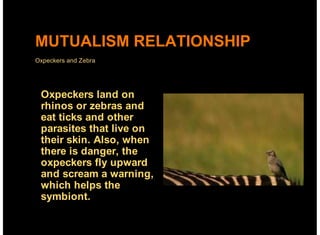 MUTUALISM RELATIONSHIP
Oxpeckers and Zebra




 Oxpeckers land on
 rhinos or zebras and
 eat ticks and other
 parasites that live on
 their skin. Also, when
 there is danger, the
 oxpeckers fly upward
 and scream a warning,
 which helps the
 symbiont.
 