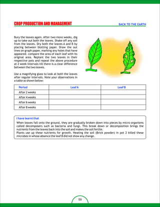 CROP PRODUCTION AND MANAGEMENT                                                BACK TO THE EARTH



Bury the leaves again. After two more weeks, dig
up to take out both the leaves. Shake off any soil
from the leaves. Dry both the leaves A and B by
placing between blotting paper. Draw the out
lines on graph paper, marking any holes that have
appeared. compare the area of each leaf with its
original area. Replant the two leaves in their
respective pots and repeat the above procedure
at 2 week intervals till there is a clear difference
between the two leaves.

Use a magnifying glass to look at both the leaves
after regular intervals. Note your observations in
a table as shown below:

   Period                                     Leaf A                         Leaf B
   After 2 weeks
   After 4 weeks
   After 6 weeks
   After 8 weeks


  I have learnt that
  When leaves fall onto the ground, they are gradually broken down into pieces by micro organisms
  called decomposers such as bacteria and fungi. This break down or decomposition brings the
  nutrients from the leaves back into the soil and makes the soil fertile.
  Plants use up these nutrients for growth. Heating the soil (Brick powder) in pot 2 killed these
  microbes in whose absence the leaf B did not show any change.




                                                       59
 