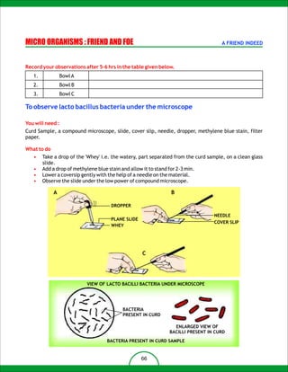 MICRO ORGANISMS : FRIEND AND FOE                                                      A FRIEND INDEED



Record your observations after 5-6 hrs in the table given below.
   1.            Bowl A
   2.            Bowl B
   3.            Bowl C

To observe lacto bacillus bacteria under the microscope

You will need :
Curd Sample, a compound microscope, slide, cover slip, needle, dropper, methylene blue stain, filter
paper.

What to do
   •    Take a drop of the 'Whey' i.e. the watery, part separated from the curd sample, on a clean glass
        slide.
   •    Add a drop of methylene blue stain and allow it to stand for 2-3 min.
   •    Lower a coversip gently with the help of a needle on the material.
   •    Observe the slide under the low power of compound microscope.

             A                                                  B

                                     DROPPER

                                                                                  NEEDLE
                                     PLANE SLIDE
                                                                                  COVER SLIP
                                     WHEY




                                                   C




                           VIEW OF LACTO BACILLI BACTERIA UNDER MICROSCOPE




                                           BACTERIA
                                           PRESENT IN CURD

                                                                 ENLARGED VIEW OF
                                                               BACILLI PRESENT IN CURD
                                    BACTERIA PRESENT IN CURD SAMPLE


                                                   66
 