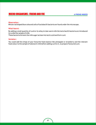 MICRO ORGANISMS : FRIEND AND FOE                                                       A FRIEND INDEED



Observation :
Minute rod shaped blue coloured cells of lactobacilli bacteria are found under the microscope.

What I learnt:
By adding a small quantity of curd or its whey to luke warm milk the lacto bacilli bacteria are introduced
to curdle the sample of milk.
These bacteria ferment the milk sugar lactose into lactic acid and form curd.

Variation :
You could add few drops of your favourite food essence like pineapple or strawberry and the relevant
food colour to the sample of lukewarm milk before adding curd to it, to prepare flavoured curd.




                                                   67
 