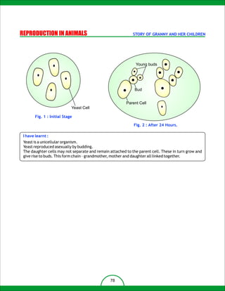 REPRODUCTION IN ANIMALS                                      STORY OF GRANNY AND HER CHILDREN




                                                              Young buds




                                                              Bud


                                                         Parent Cell
                             Yeast Cell

        Fig. 1 : Initial Stage

                                                             Fig. 2 : After 24 Hours.

 I have learnt :
 Yeast is a unicellular organism.
 Yeast reproduced asexually by budding.
 The daughter cells may not separate and remain attached to the parent cell. These in turn grow and
 give rise to buds. This form chain – grandmother, mother and daughter all linked together.




                                                78
 