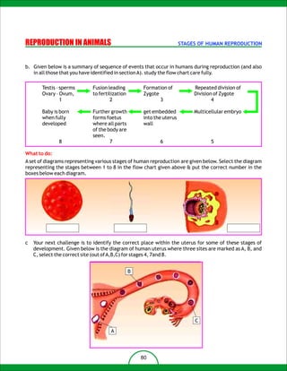REPRODUCTION IN ANIMALS                                               STAGES OF HUMAN REPRODUCTION



b. Given below is a summary of sequence of events that occur in humans during reproduction (and also
   in all those that you have identified in section A). study the flow chart care fully.

       Testis – sperms       Fusion leading         Formation of           Repeated division of
       Ovary – Ovum,         to fertilization       Zygote                 Division of Zygote
                1                     2                    3                       4

       Baby is born          Further growth         get embedded           Multicellular embryo
       when fully            forms foetus           into the uterus
       developed             where all parts        wall
                             of the body are
                             seen.
               8                     7                     6                      5

What to do:
A set of diagrams representing various stages of human reproduction are given below. Select the diagram
representing the stages between 1 to 8 in the flow chart given above & put the correct number in the
boxes below each diagram.




c   Your next challenge is to identify the correct place within the uterus for some of these stages of
    development. Given below is the diagram of human uterus where three sites are marked as A, B, and
    C, select the correct site (out of A,B,C) for stages 4, 7and 8.


                                                B




                                                                           C
                                     A




                                                    80
 
