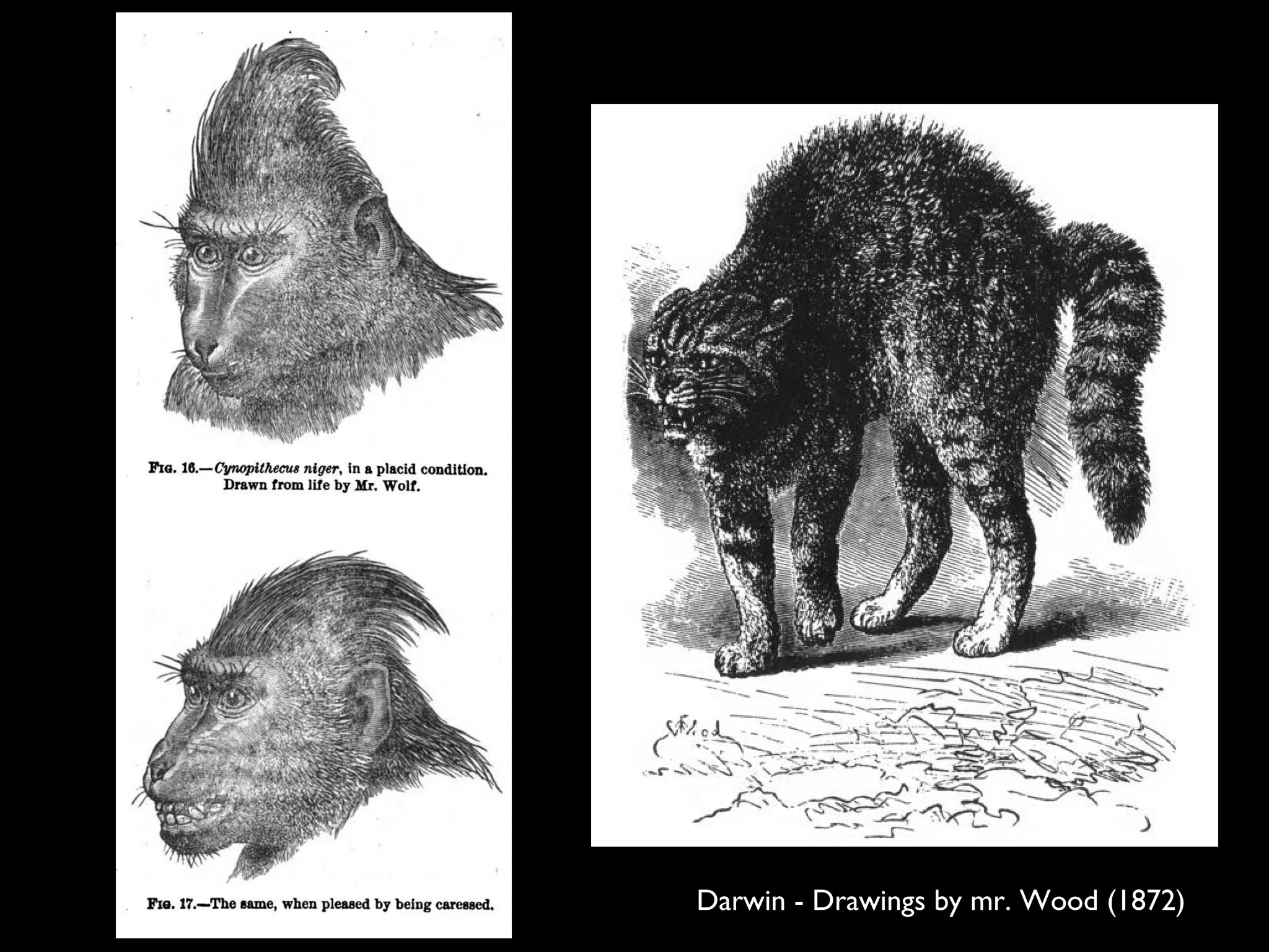 Darwin - Drawings by mr. Wood (1872)
 