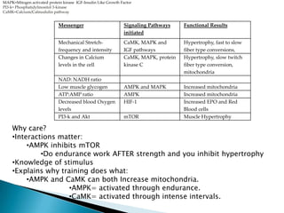 Messenger Signaling Pathways
initiated
Functional Results
Mechanical Stretch-
frequency and intensity
CaMK, MAPK and
IGF pathways
Hypertrophy, fast to slow
fiber type conversions,
Changes in Calcium
levels in the cell
CaMK, MAPK, protein
kinase C
Hypertrophy, slow twitch
fiber type conversion,
mitochondria
NAD: NADH ratio
Low muscle glycogen AMPK and MAPK Increased mitochondria
ATP:AMP ratio AMPK Increased mitochondria
Decreased blood Oxygen
levels
HIF-1 Increased EPO and Red
Blood cells
PI3-k and Akt mTOR Muscle Hypertrophy
MAPK=Mitogen activated protein kinase IGF-Insulin Like Growth Factor
PI3-k= Phosphatidylinositol 3-kinase
CaMK=Calcium/Calmodulin pathway
Why care?
•Interactions matter:
•AMPK inhibits mTOR
•Do endurance work AFTER strength and you inhibit hypertrophy
•Knowledge of stimulus
•Explains why training does what:
•AMPK and CaMK can both Increase mitochondria.
•AMPK= activated through endurance.
•CaMK= activated through intense intervals.
 