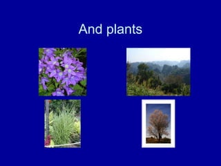 And plants
 