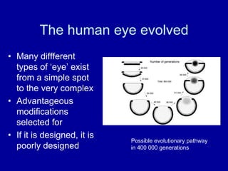 The human eye evolved
• Many diffferent
  types of „eye‟ exist
  from a simple spot
  to the very complex
• Advantageous
  modifications
  selected for
• If it is designed, it is
                             Possible evolutionary pathway
  poorly designed            in 400 000 generations
 