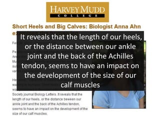 It reveals that the length of our heels,
  or the distance between our ankle
   joint and the back of the Achilles
 tendon, seems to have an impact on
  the development of the size of our
              calf muscles
 