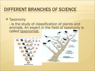  Taxonomy
- is the study of classification of plants and
animals. An expert in the field of taxonomy is
called taxonomist.
 