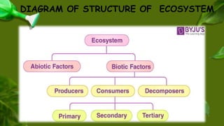 DIAGRAM OF STRUCTURE OF ECOSYSTEM
 