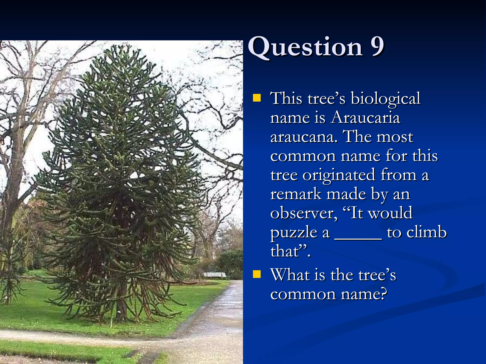 Question 9 This tree’s biological name is Araucaria araucana. The most common name for this tree originated from a remark made by an observer, “It would puzzle a _____ to climb that”. What is the tree’s common name?  