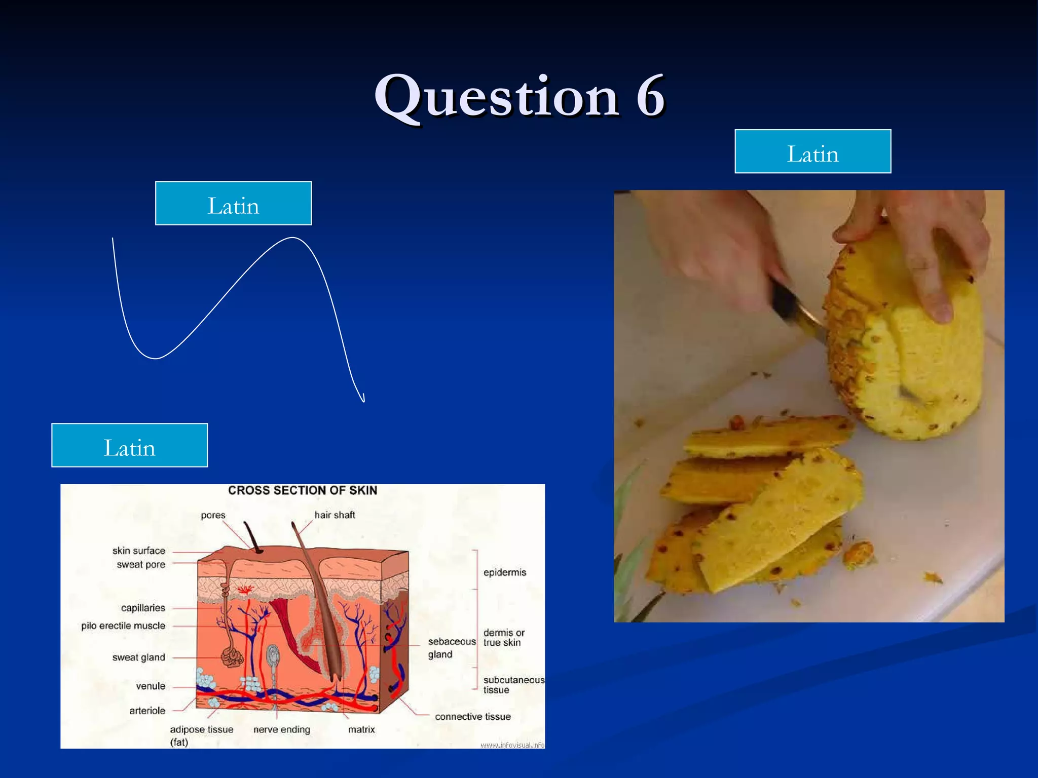 Question 6 Latin Latin Latin 