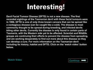Interesting! Devil Facial Tumour Disease (DFTD) is not a new disease. The first recorded sightings of the Tasmanian devil with these facial tumours were in 1996. DFTD is one of only three known cancers that can be spread like a contagious disease (can be caught like a cold). The disease is most commonly thought to be spread during breeding, and infected devils biting other devils. Currently the disease is only found in certain parts of Tasmania, with the Western side yet to be affected. Scientist and Wildlife groups are continuing their efforts to prevent the disease from spreading, and are working desperately to find out more about this disease so they can develop a cure. For more information on the Tasmanian devil including its history, habitat and DFTD. Click on the ‘watch video’ button below.  Watch Video Continue 