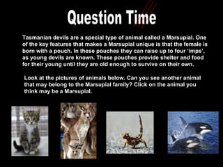 Question Time Tasmanian devils are a special type of animal called a Marsupial. One of the key features that makes a Marsupial unique is that the female is born with a pouch. In these pouches they can raise up to four ‘imps’, as young devils are known. These pouches provide shelter and food for their young until they are old enough to survive on their own.  Look at the pictures of animals below. Can you see another animal that may belong to the Marsupial family? Click on the animal you think may be a Marsupial. 