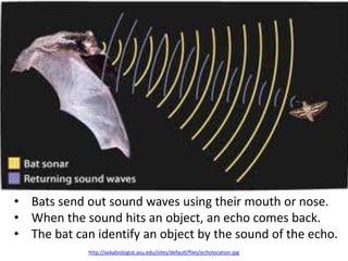 http://askabiologist.asu.edu/sites/default/files/echolocation.jpg
• Bats send out sound waves using their mouth or nose.
• When the sound hits an object, an echo comes back.
• The bat can identify an object by the sound of the echo.
 