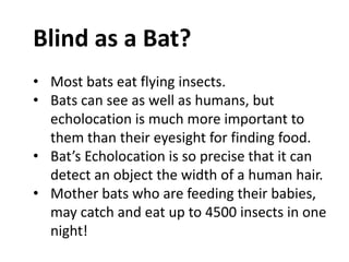 Blind as a Bat?
• Most bats eat flying insects.
• Bats can see as well as humans, but
echolocation is much more important to
them than their eyesight for finding food.
• Bat’s Echolocation is so precise that it can
detect an object the width of a human hair.
• Mother bats who are feeding their babies,
may catch and eat up to 4500 insects in one
night!
 