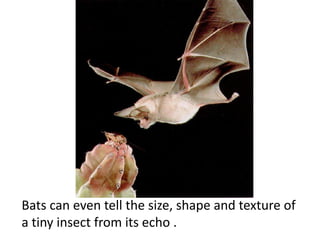 Bats can even tell the size, shape and texture of
a tiny insect from its echo .
 