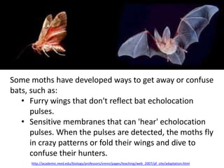 Some moths have developed ways to get away or confuse
bats, such as:
• Furry wings that don't reflect bat echolocation
pulses.
• Sensitive membranes that can 'hear' echolocation
pulses. When the pulses are detected, the moths fly
in crazy patterns or fold their wings and dive to
confuse their hunters.
http://academic.reed.edu/biology/professors/srenn/pages/teaching/web_2007/pf_site/adaptation.html
 