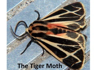 • The Tiger Moth Can can emit
ultrasonic clicks to "jam" a Bat's sonar
(SOund Navigation And Ranging)
• By producing ultrasound of its own, it
is able to ward off bats by acting as a
radar jammer, confusing the bats so
that the moth cannot be located.
http://en.wikipedia.org/wiki/Arctiidae
 