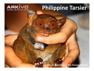 A Scientist was puzzled because she could
hear no sound when Philippine Tarsiers
opened their mouths as if to call.
She placed a Tarsier in front of an ultrasound
detector. It revealed that what she had
assumed to be yawns were high-pitched
screams beyond the range of human hearing.
The Tarsier, only 4 inches long,
communicates using ultrasound at 70 KHz.
 