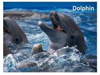 The Dolphin uses nasal passages to make clicking sounds,
sending them through its forehead, which focuses the sounds
together into a beam before sending it into the water.
 