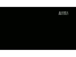House mice use Ultrasonic sounds to attract mates.
Rats and other rodents also use it to communicate.
 