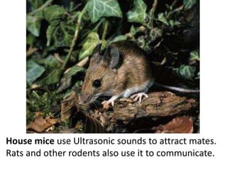 Humans cannot create or hear ultrasound, by
themselves, but we can make devices that do this
for us.
How Is Echolocation used by humans?
 