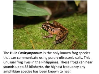 How it works:
1. A chirp is emitted from the “speaker”
2. It bounces off of an object
3. The echo returns to the microphone
4. The time it takes to travel to the object and back is used to figure out the distance
 