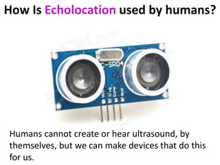 Ultrasound Drives Mice Crazy!
 