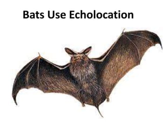 Bats Use Echolocation
 
