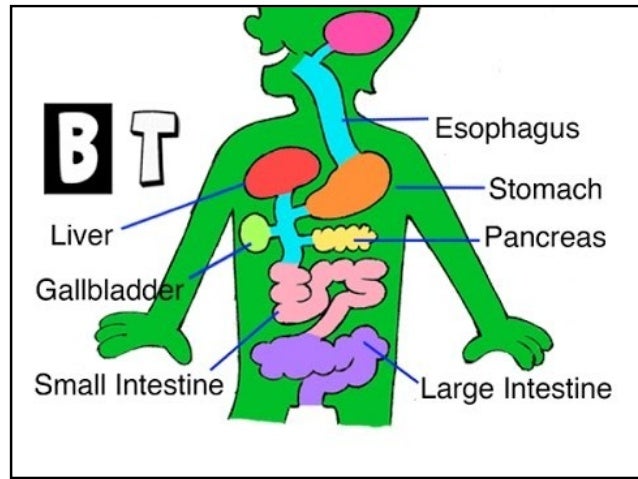 Science body systems year 3 easy