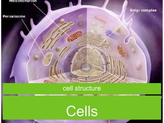 Cells
cell structure
 