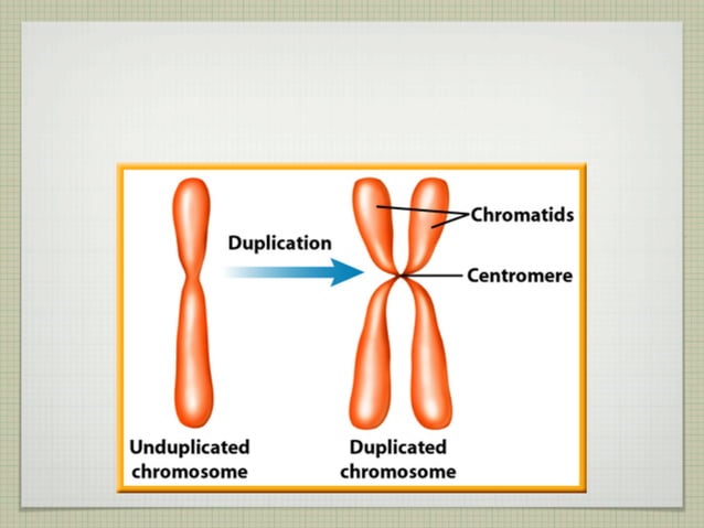 4.1 Cell Division and Mitosis | PPT