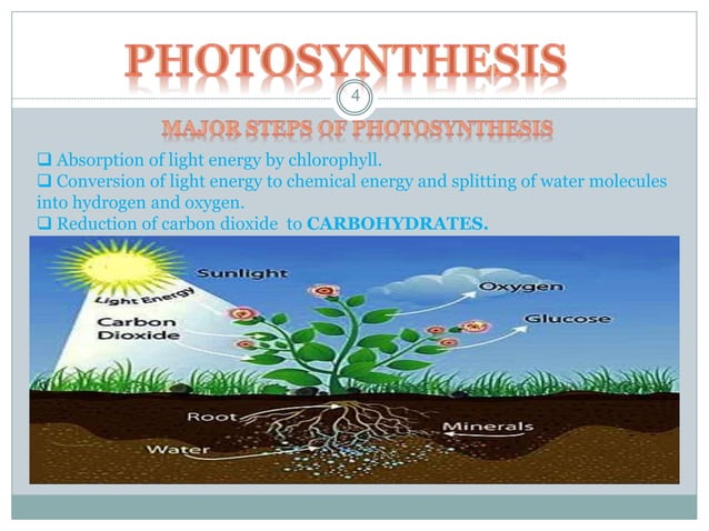Life Processes Class 10th PPT