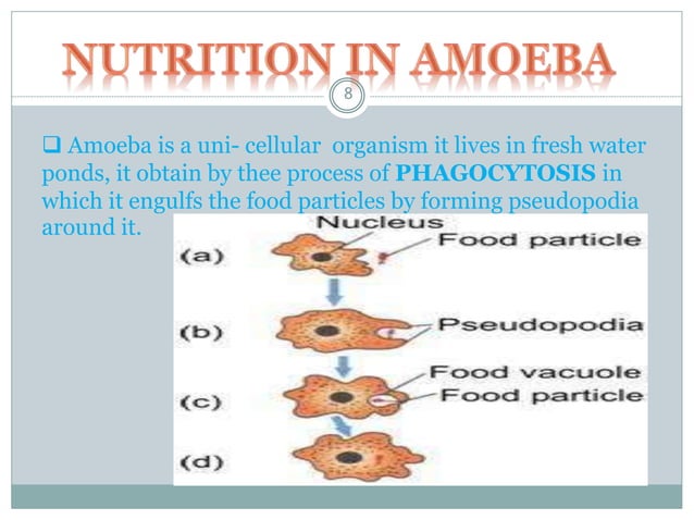 Life Processes Class 10th PPT