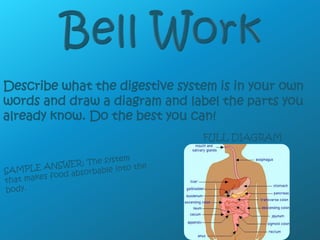 Bell Work Describe what the digestive system is in your own words and draw a diagram and label the parts you already know. Do the best you can! FULL DIAGRAM SAMPLE ANSWER: The system that makes food absorbable into the body.  